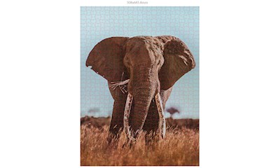 Afrikanischer Elefant (Donal Boyd)