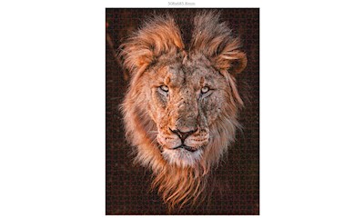 Löwenkopf (Donal Boyd)