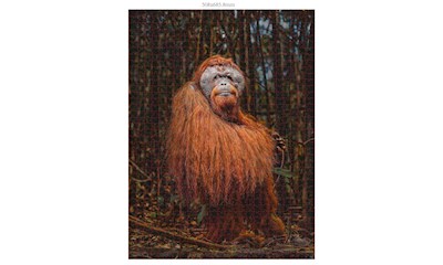 Orang-Utan  (Donal Boyd)