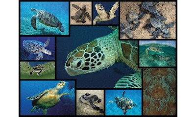 Meeresschildkröten