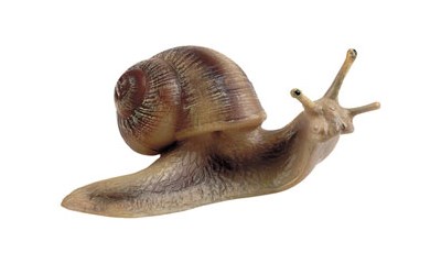 Weinbergschnecke