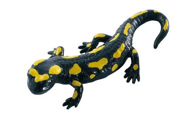 Feuersalamander