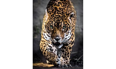 Walk of the Jaguar