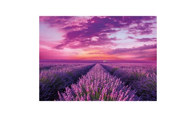 Lavendel 