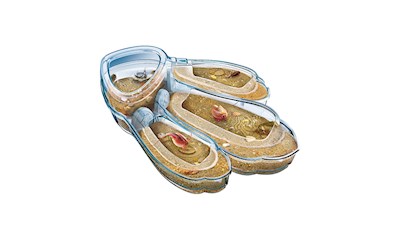 Triops Maxi de Luxe D Deutsch