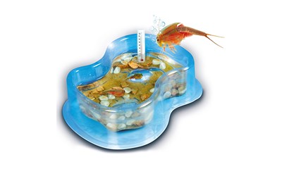 Éléve tes Triops