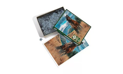 Wildpferd in Freiheit 