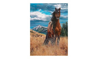 Wildpferd in Freiheit 