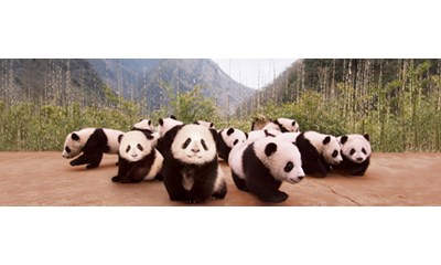 Panda Cubs