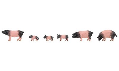 6 schwäbisch-hällische Landschweine