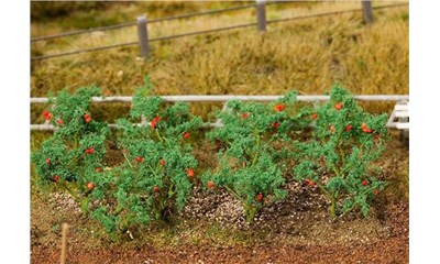18 Tomatenpflanzen