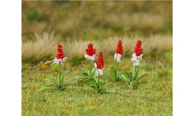 32 Orchideenprimel