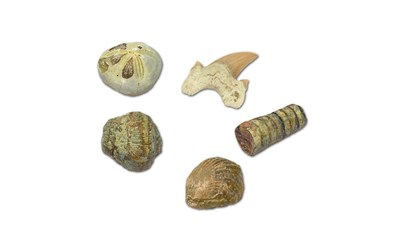Paleo Labor Fossilien