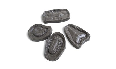 Paleo Labor Fossilien
