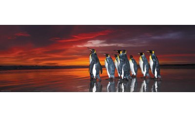 King Penguins