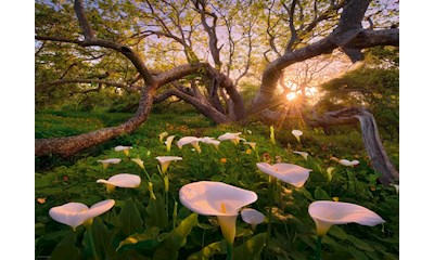 Calla Clearing