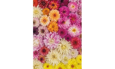 Dahlien
