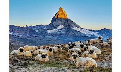 Meet the Sheep Zermatt