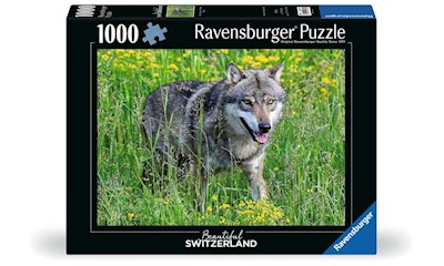 Wolf im Tierpark Goldau