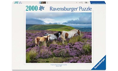 Wildpferde in der Heide       