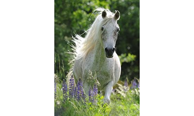 Horse in Flowers