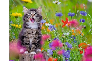Katze im Blumenmeer