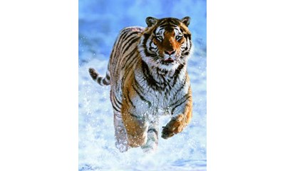 Tiger im Schnee