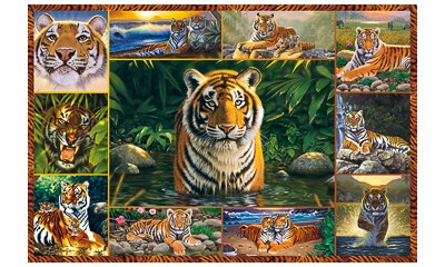Welt der Tiger