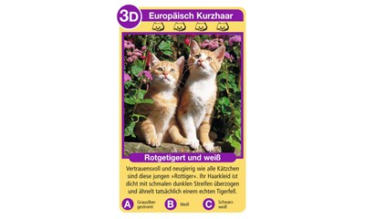 Spiel Katzen