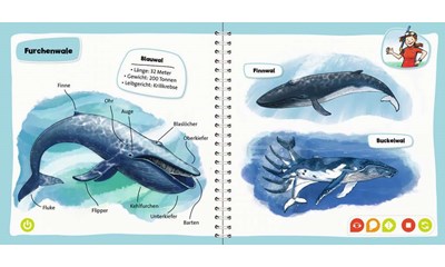 Pocket Wissen: Wale und Delfine