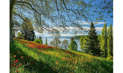 Frühlingsallee zur Tulpenblüte, Insel Mainau 