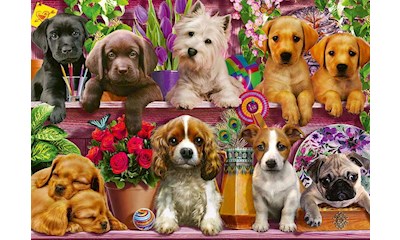 Hunde im Regal