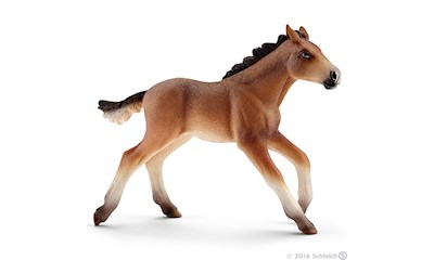 Mustang Fohlen