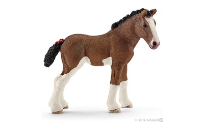 Clydesdale Fohlen