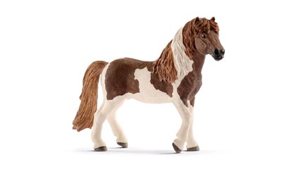 Island Pony Hengst