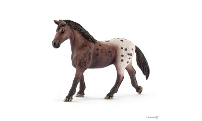 Appaloosa Stute