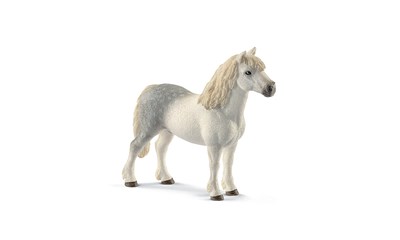 Welsh-Pony Hengst