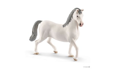 Lipizzaner Hengst