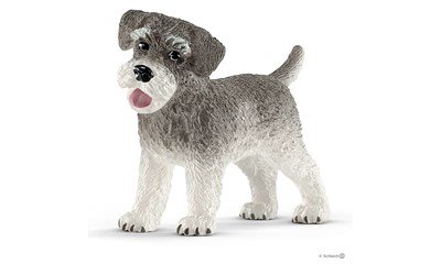 Zwergschnauzer