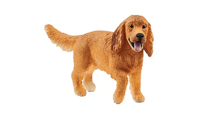 Englischer Cocker Spaniel