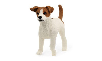 Jack Russell Terrier