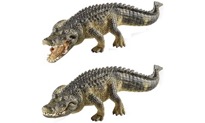 Alligator