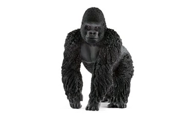 Gorilla Männchen