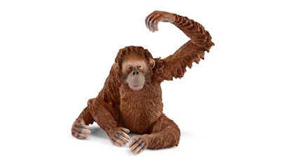 Orang-Utan Weibchen