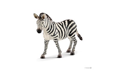 Zebra Stute