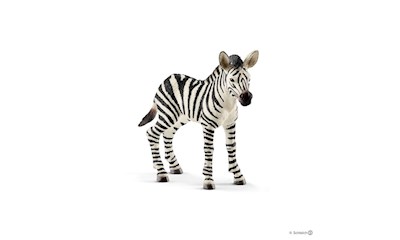 Zebra Fohlen