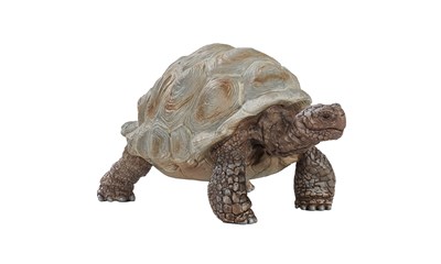 Riesenschildkröte