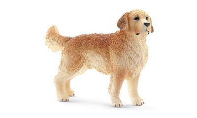 Golden Retriever Rüde