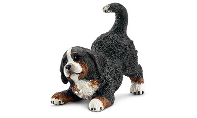 Berner Sennenhund Welpe