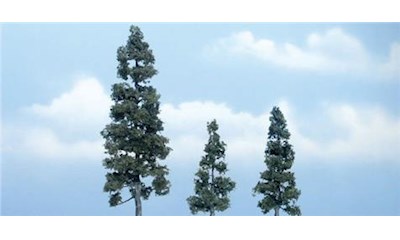 3 Wacholder  13 cm, 7,5 cm u. 6 cm